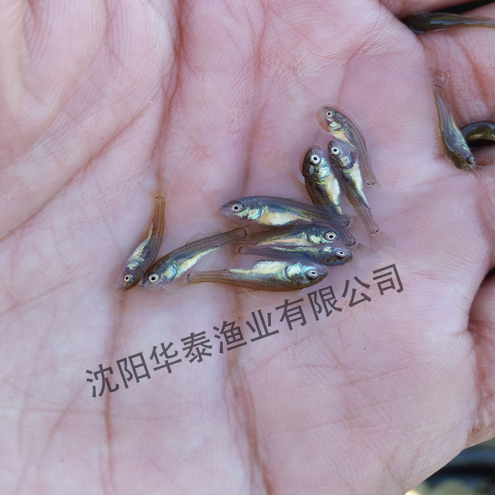 &#20122;&#23089;&#20307;&#32946;